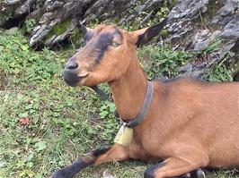 One of the many Norwegian goats near the Grindelwaldblick restaurant